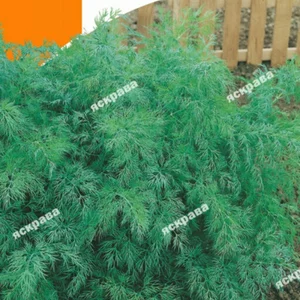 Насіння кропу Насіння кропу