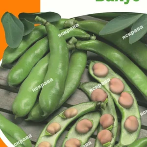 Насіння бобів Насіння бобів