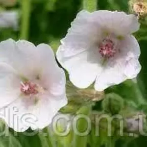 Насіння алтея лікарського Насіння алтея лікарського