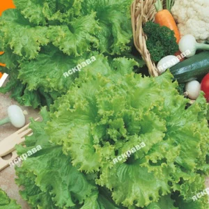 Насіння салату Насіння салату