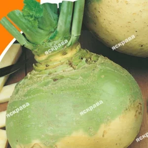 Насіння брукви Насіння брукви