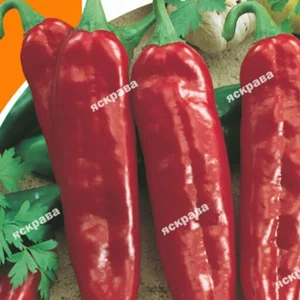 Насіння перцю Насіння перцю