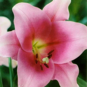 Лілії Орієнтальні Лілії Орієнтальні