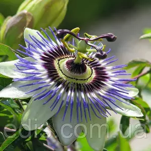 Насіння пасифлори Насіння пасифлори