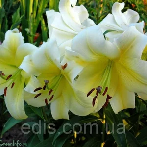 Лілії OT гібриди Лілії OT гібриди