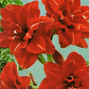 Гіппеаструм (Амариліс) Гіппеаструм (Амариліс)