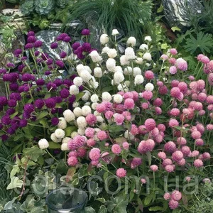 Насіння гомфрены Насіння гомфрены