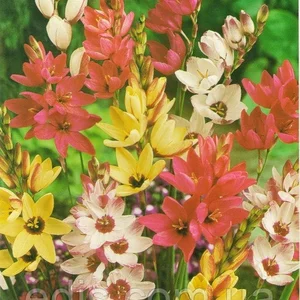 Іксія Іксія