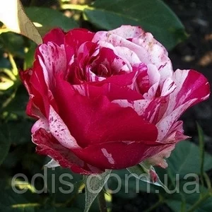 Троянди англійські кущові Троянди англійські кущові