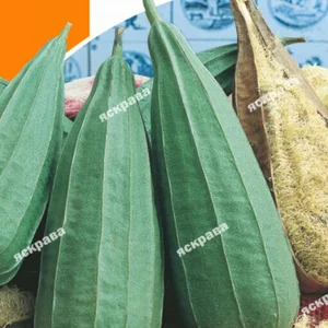 Насіння люффи Насіння люффи