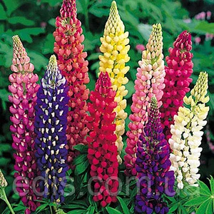 Насіння люпину Насіння люпину