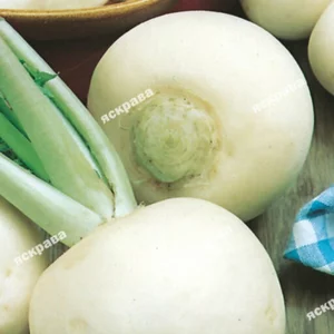 Насіння ріпи Насіння ріпи