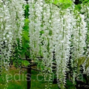 Гліцинія Гліцинія