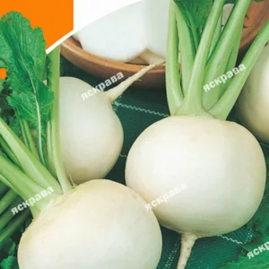 Насіння редьки Насіння редьки