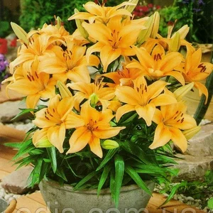 Лілії Низькорослі Лілії Низькорослі