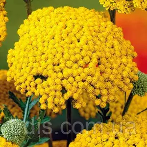 Насіння деревію (ахіллею) Насіння деревію (ахіллею)