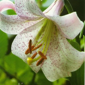 Лілії LO гібриди Лілії LO гібриди