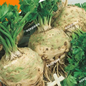 Насіння селери Насіння селери