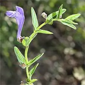 Насіння шоломниці Насіння шоломниці