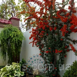 Піраканта Піраканта