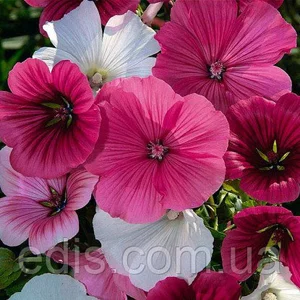 Насіння малопа Насіння малопа