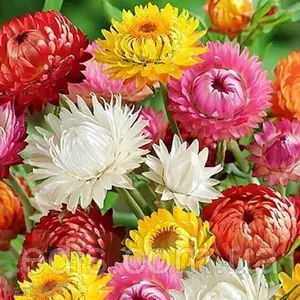 Насіння гелихризума Насіння гелихризума