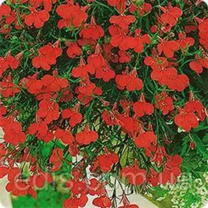 Насіння лобелії Насіння лобелії