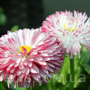 Стокротка (маргаритка) Стокротка (маргаритка)