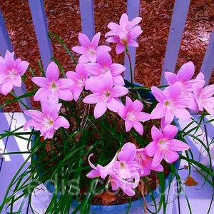 Бульби, цибулини рослин у горщиках Бульби, цибулини рослин у горщиках