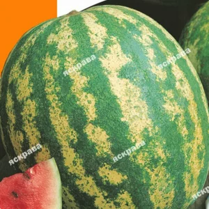 Насіння кавуна Насіння кавуна