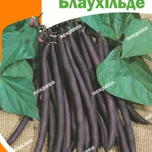 Насіння квасолі Насіння квасолі