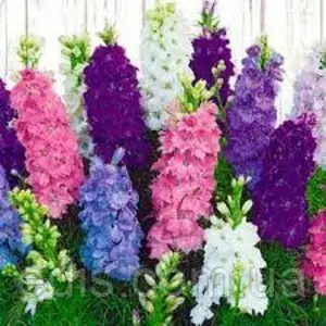 Насіння дельфініума Насіння дельфініума