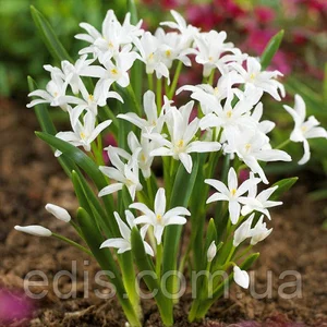 Хіонодокса (Chionodoxa) Хіонодокса (Chionodoxa)