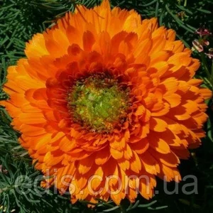 Насіння календули Насіння календули