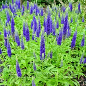 Вероніка Вероніка