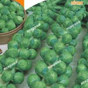 Насіння капусти брюссельської Насіння капусти брюссельської