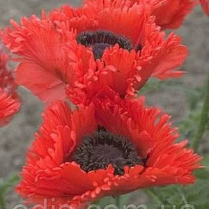 Мак східний Мак східний