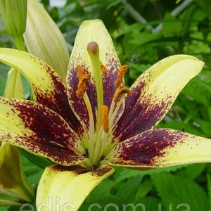 Лілії Tango Лілії Tango