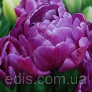 Махрові Тюльпани Махрові Тюльпани