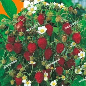 Насіння суниці Насіння суниці