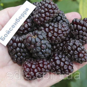 Ожиномалина (Логанова ягода) Ожиномалина (Логанова ягода)