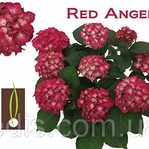 Гортензія Гортензія