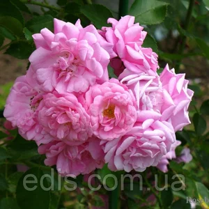 Троянди плетисті (в'юнкі) Троянди плетисті (в'юнкі)