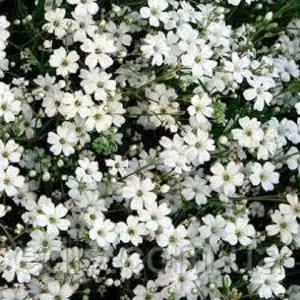 Насіння гіпсофіли Насіння гіпсофіли