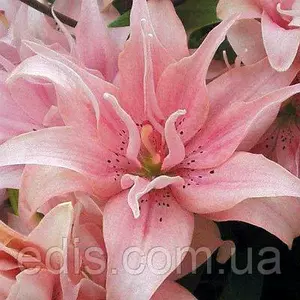 Лілії Махрові Лілії Махрові