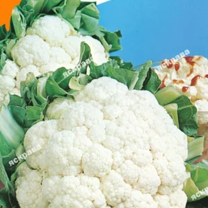Насіння капусти цвітної Насіння капусти цвітної