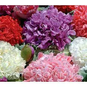 Насіння маку Насіння маку