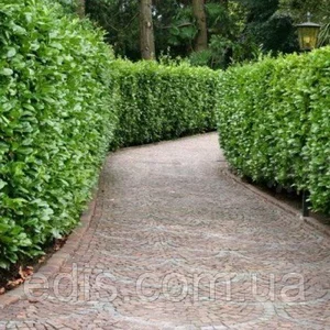 Лавровишня Лавровишня