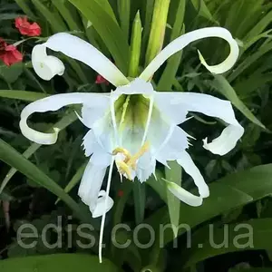 Гіменокалліс (Ісміне) Гіменокалліс (Ісміне)