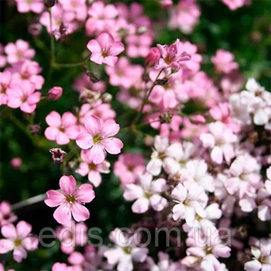 Гіпсофіла Гіпсофіла